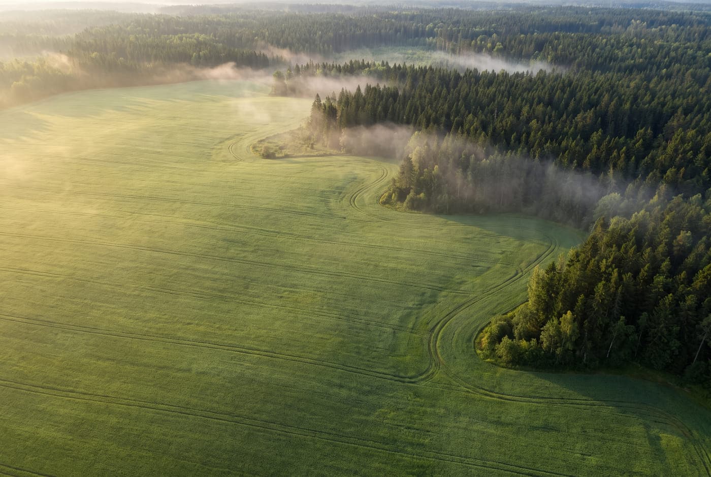Grönt sädesfält vid granskog